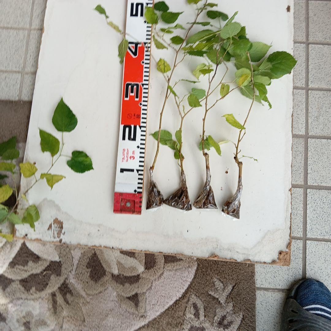 マルベリー(桑の実)の苗木 （20本セット） マルベリー（桑の実）の苗木11